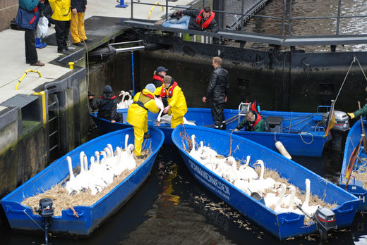 Schwne werden auf Boote verteilt