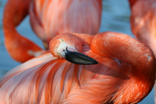 Flamingo bei Hagenbeck Hamburg